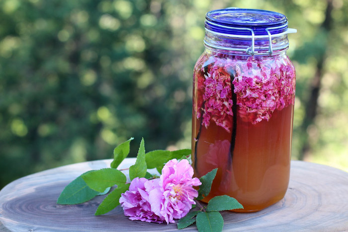 wild rose shrub