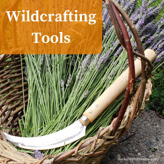 wildcrafting wild plants