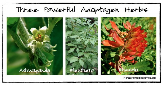 Adaptogen herbs can be described as deep nourishment for our total well-being.