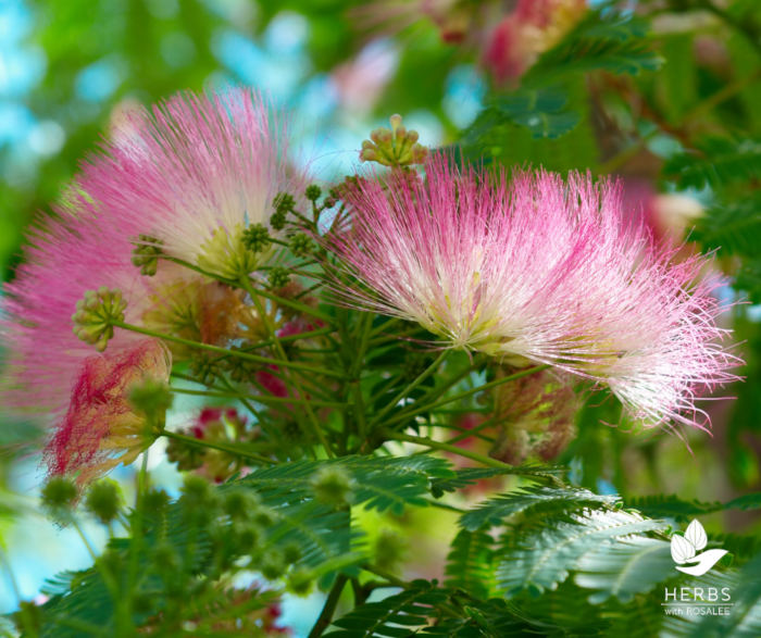 Albizia (Albizia julibrissin)