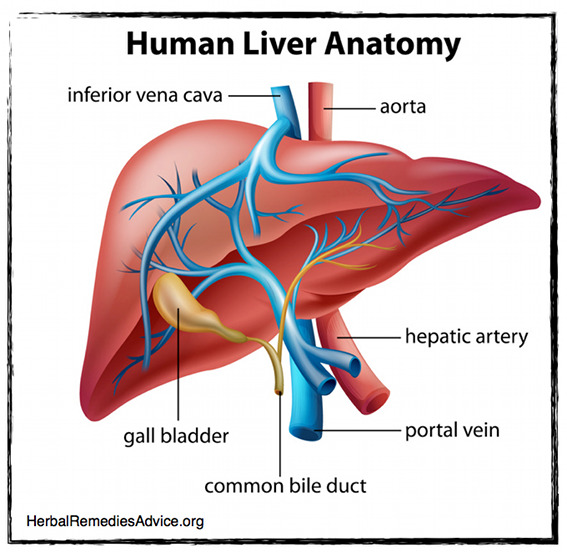 Anatomy of the Liver