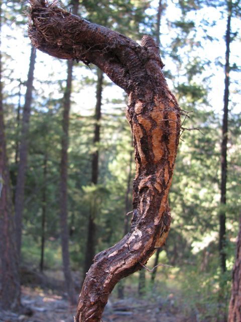 Root of Arrowleaf Balsamroot