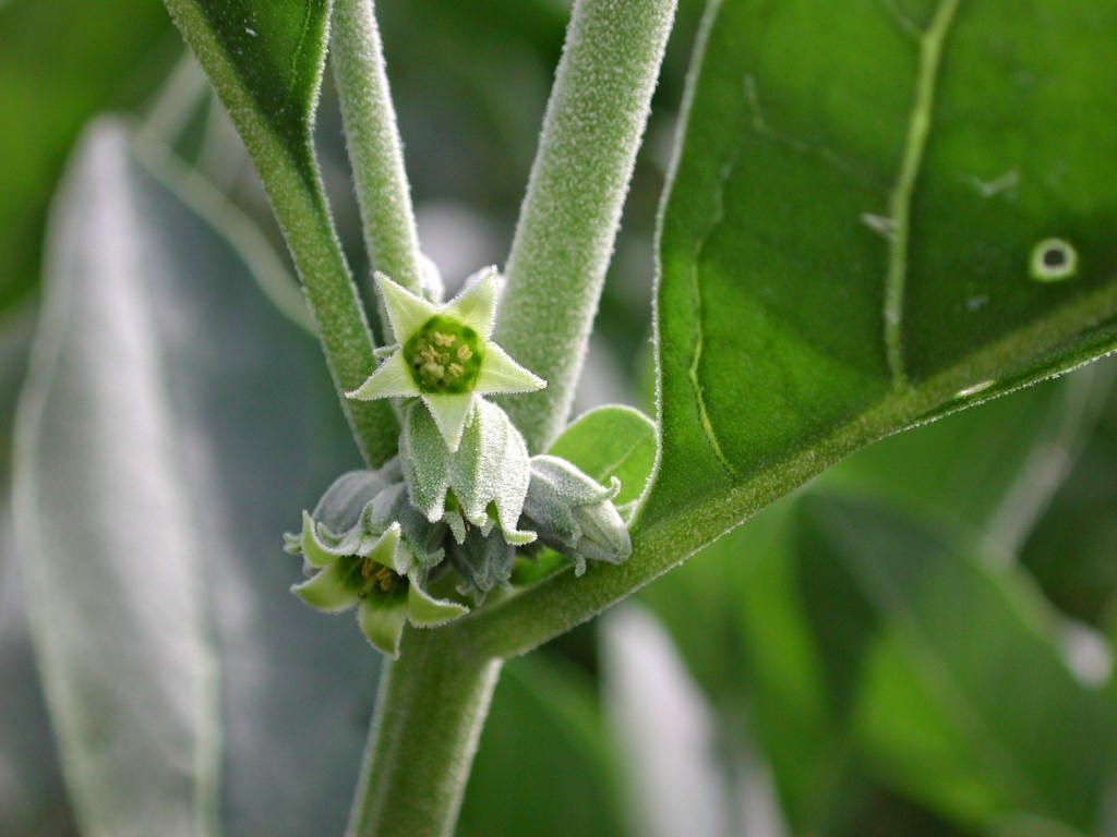 Ashwagandha Flower