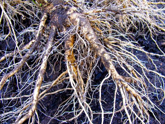 Ashwagandha root