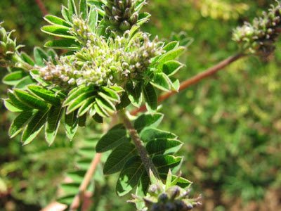 Astragalus Herb