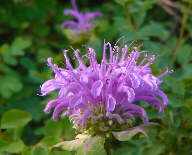 Bee balm flower