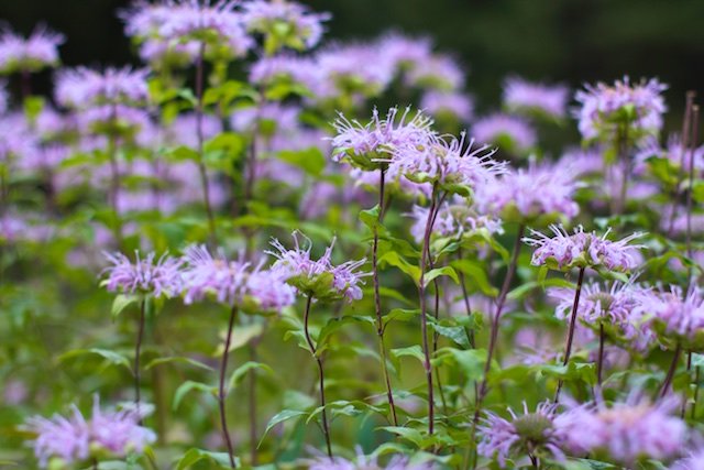 Bee Balm Flowers