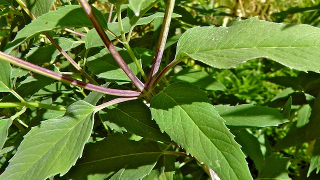 Bee balm plant