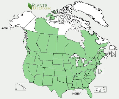 Bee balm range