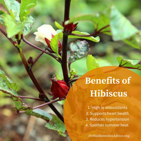 Hibiscus Uses