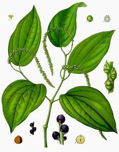 Picture of Black Pepper