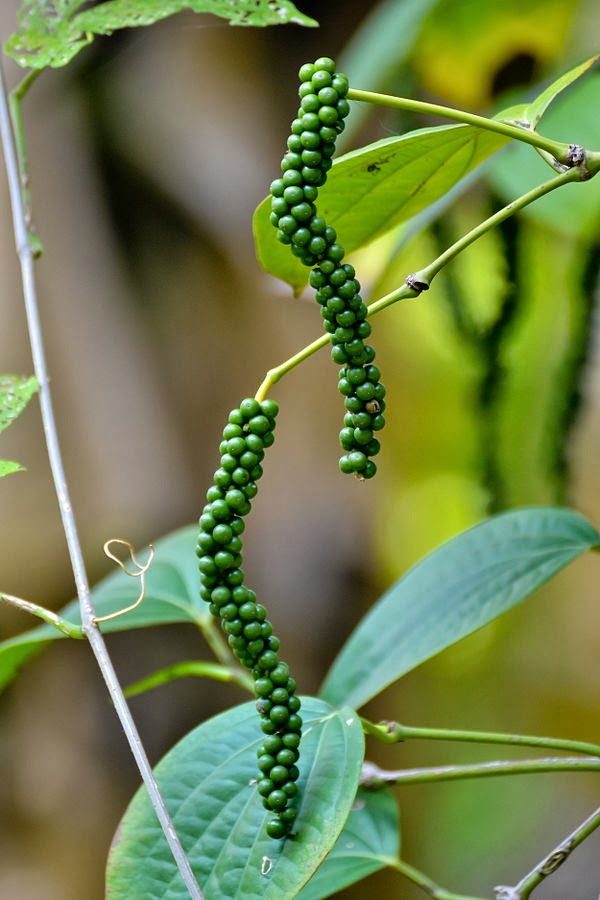 Black pepper fruits