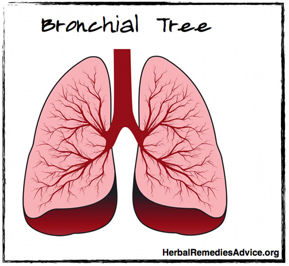 Bronchial Tree