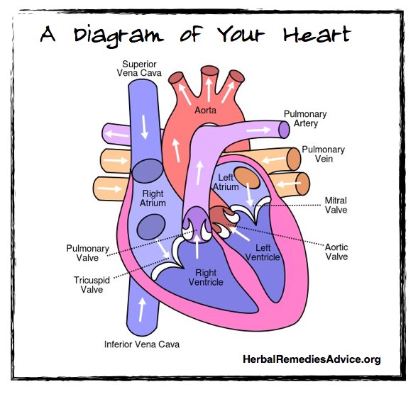 Cardiovascular System Diagram