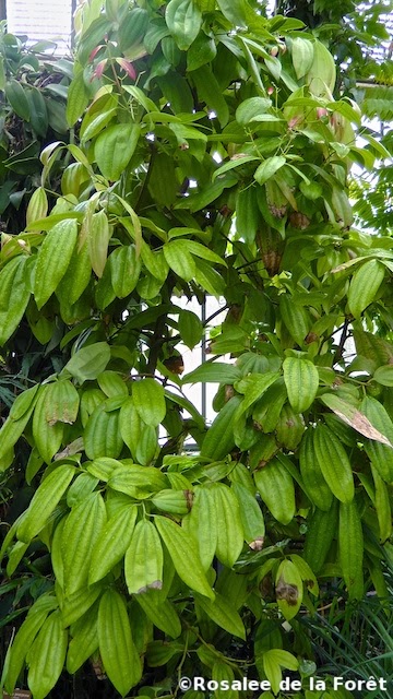 Cinnamon Shrub