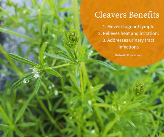 cleavers photos