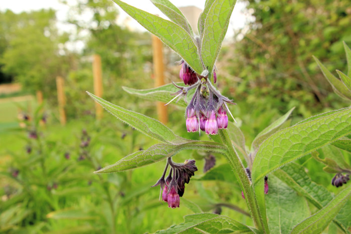 benefits of comfrey