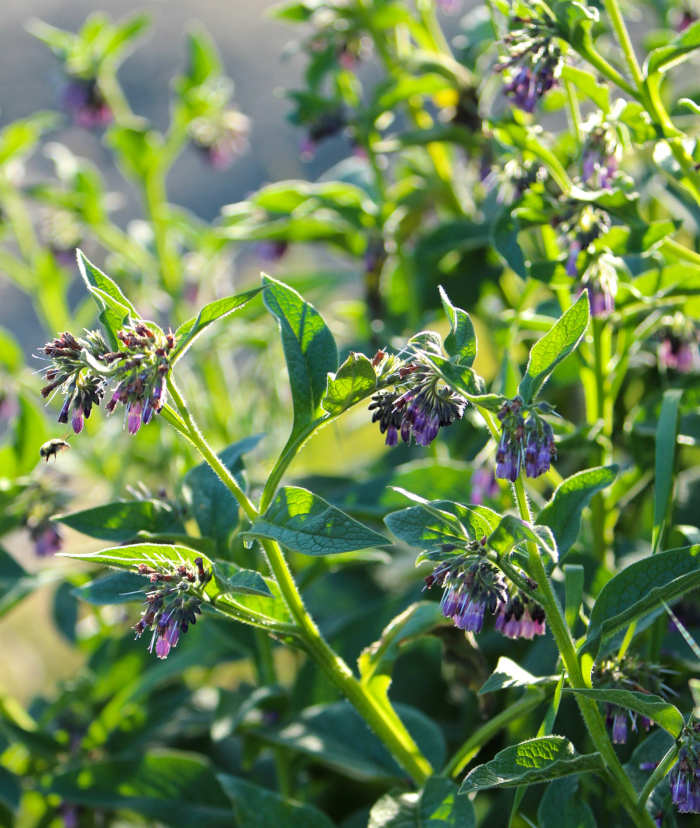 benefits of comfrey