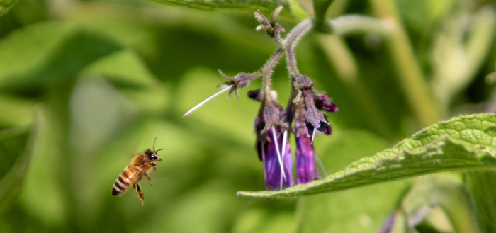 benefits of comfrey