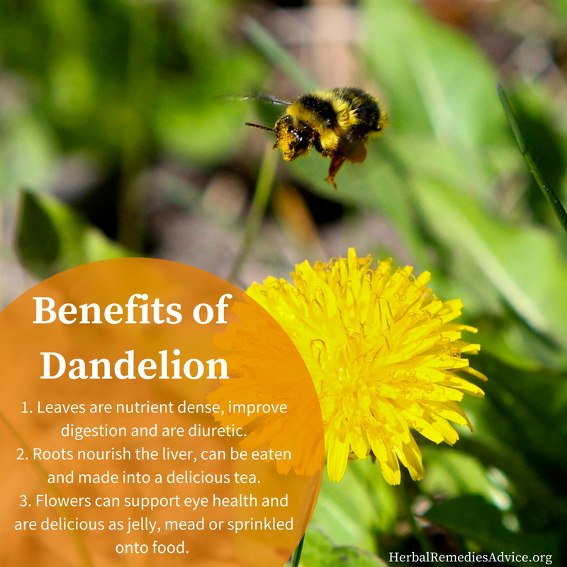 benefits of dandelion