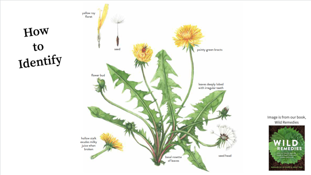 dandelion identification