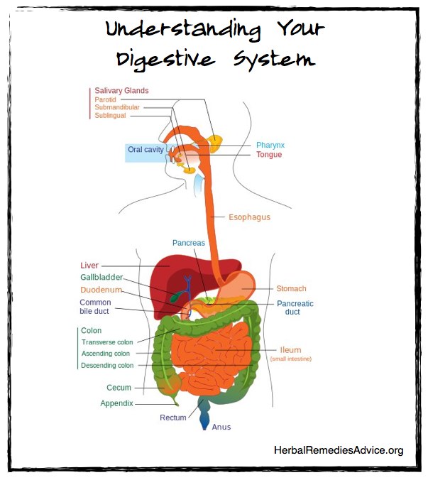 Digestive System Anatomy