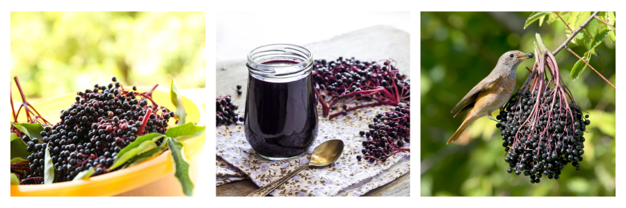 Elderberry resources banner