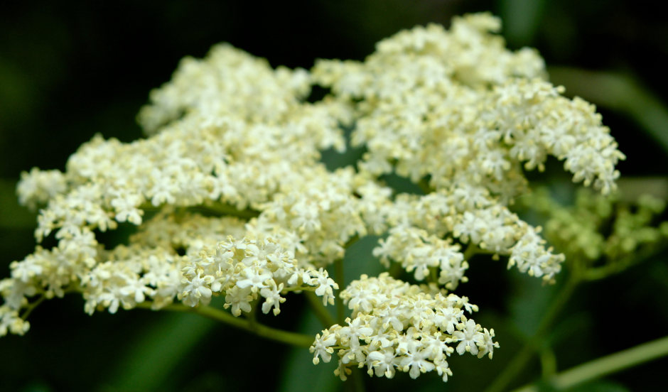 Elderberry Benefits