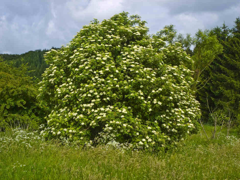 picture of elderberry bush