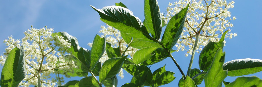 elderflower