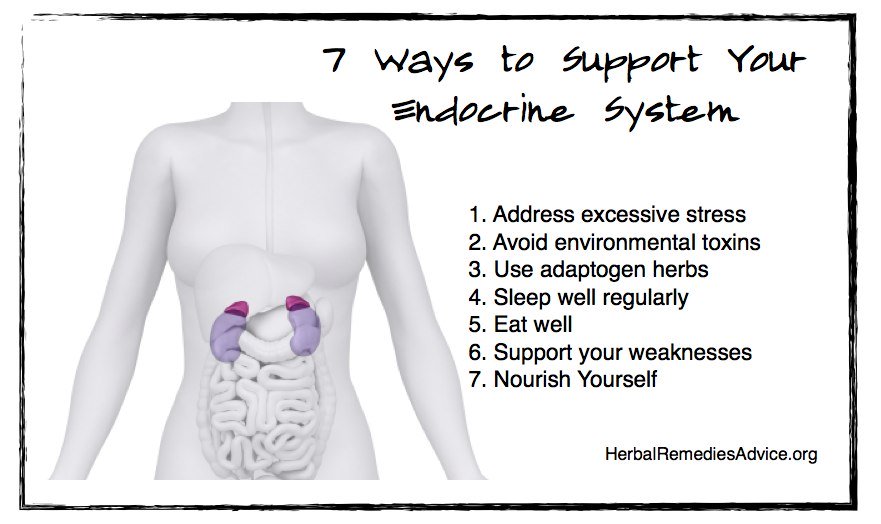 Seven ways to support your endocrine system health
