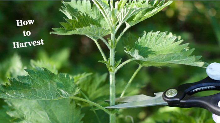 How to Harvest Nettles