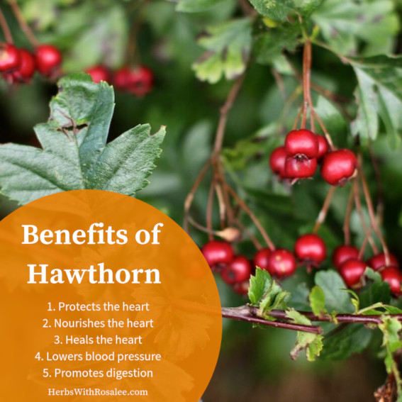 hawthorn uses