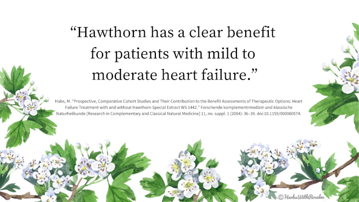 "hawthorn has a clear benefit for patients with mild to moderate heart failure"