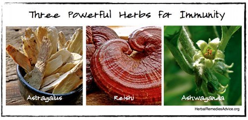 Herbs can have a profound effect on boosting your immune system