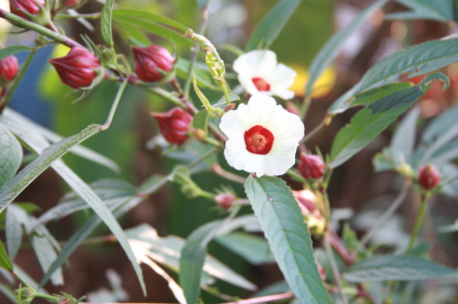 Benefits of Hibiscus