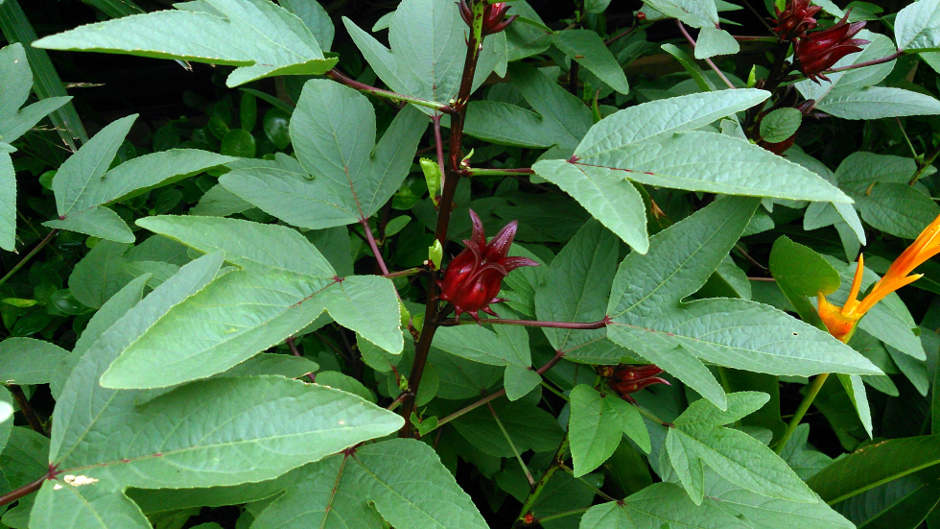 Benefits of Hibiscus