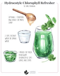 Hydrocotyle Chlorophyll Refresher Recipe