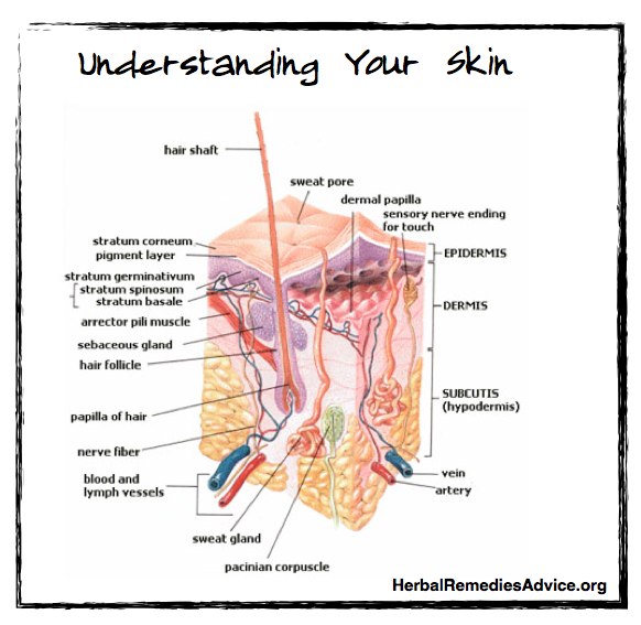 The integumentary system is a fancy word that encompasses the skin and all of the tissues that form out of the skin, such as nails, hair, and some glands