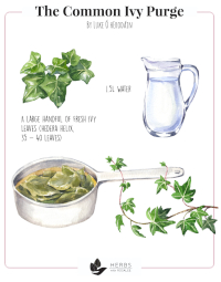 Ivy Purge Recipe Ivy Purge Recipe