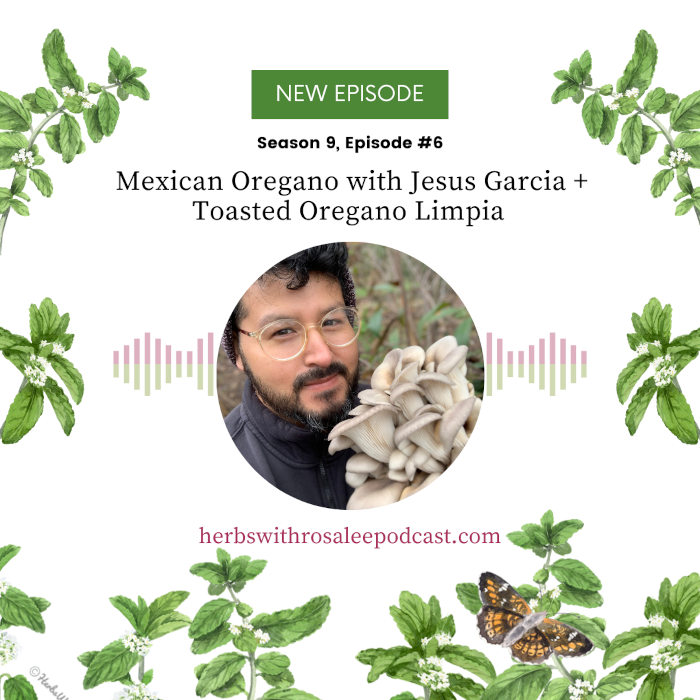Mexican Oregano with Jesus Garcia