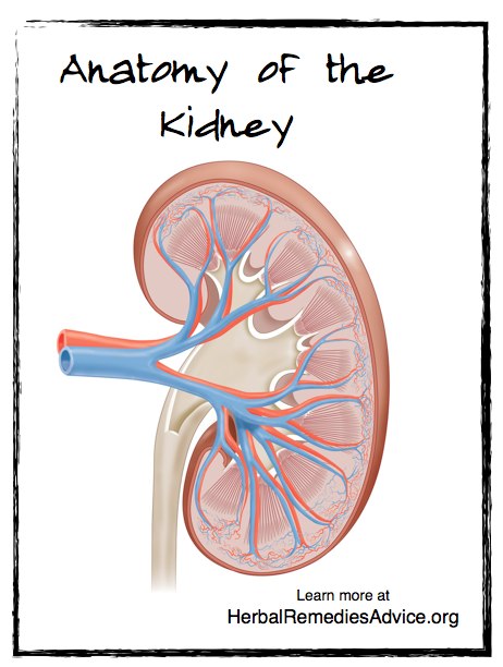 Anatomy of the Kidney