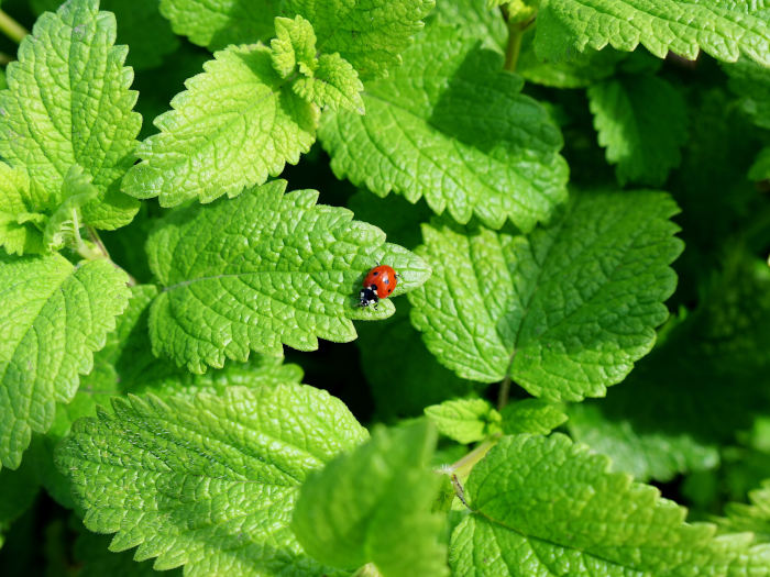 Lady Bug on Lemon Balm Leaves