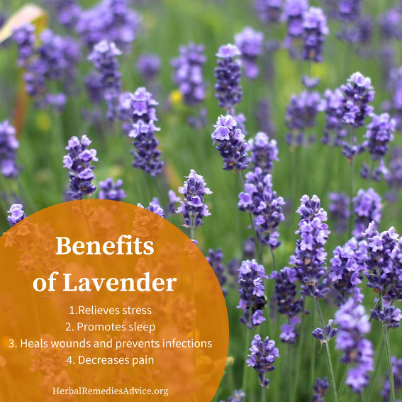 Benefits of Lavender