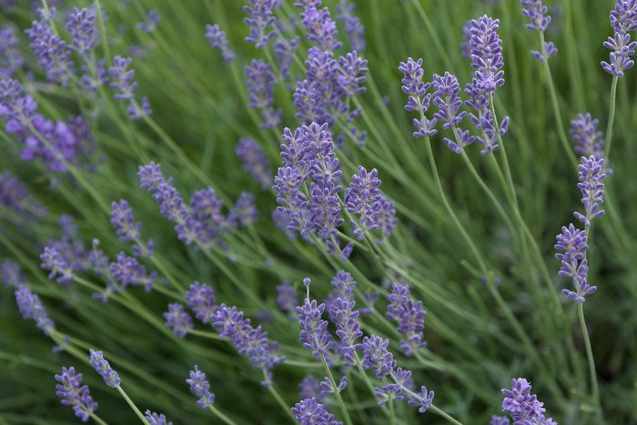 Lavender Pictures