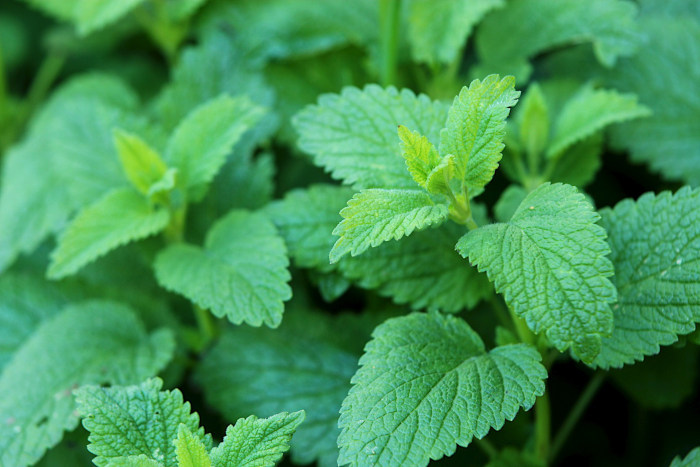 Lemon Balm