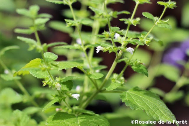 Lemon Balm Plant