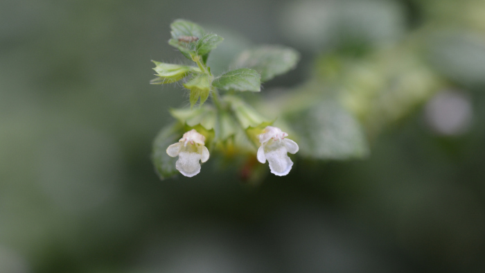 Lemon Balm Flowers