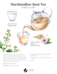 Mashmallow Root Tea Recipe