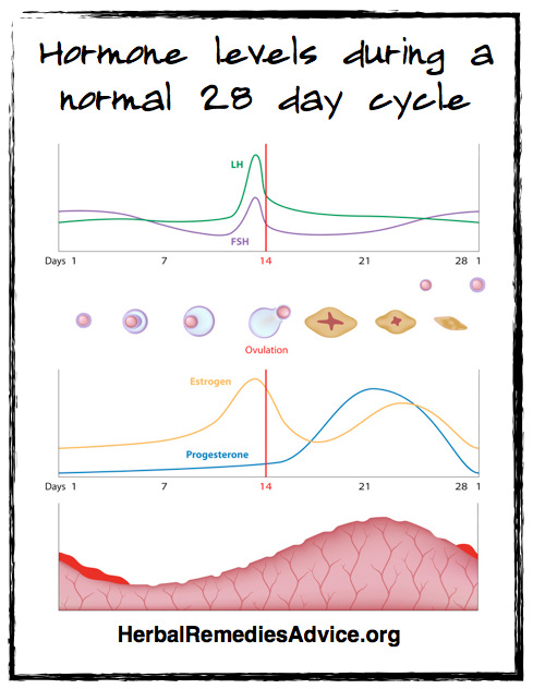 Menstrual Cycle